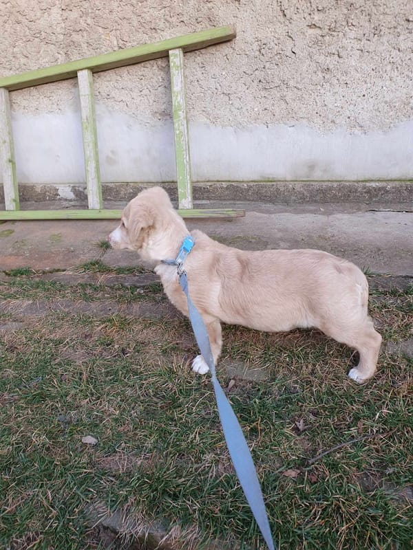 Sadie - Deine liebevolle Begleiterin