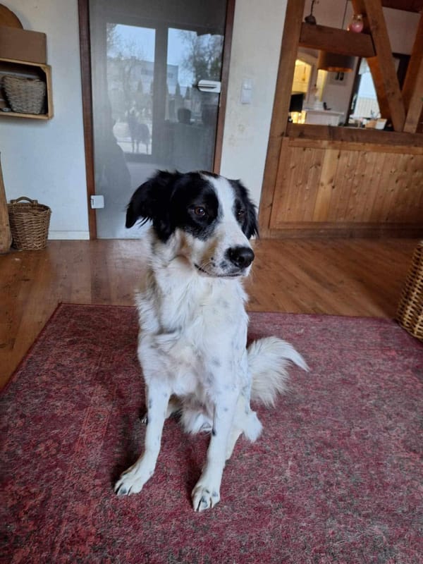 Notfall - Hund Jackson sucht Zuhause